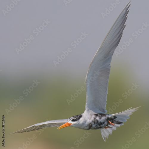 Black-bellied Tern Sterna acuticauda Juvenile Non Breeding

“Endangered” on IUCN Red List of Threatened Birds.Elegant black belly white body orange bill Rivers wetlands Eats fish insects in flight 