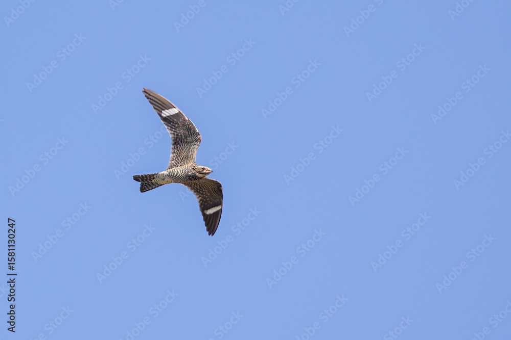 Obraz premium Common Nighthawk female in flight taken in eastern Wyoming