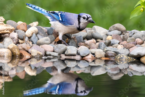Canvas Print Blue Jay at waters edge taken in central MN