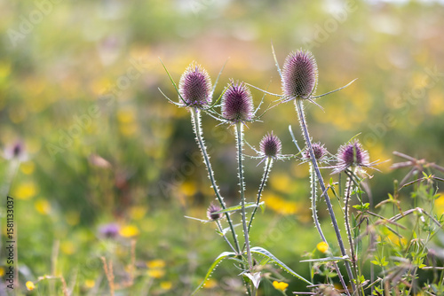 Wild teasel with soft flower meadow bokeh