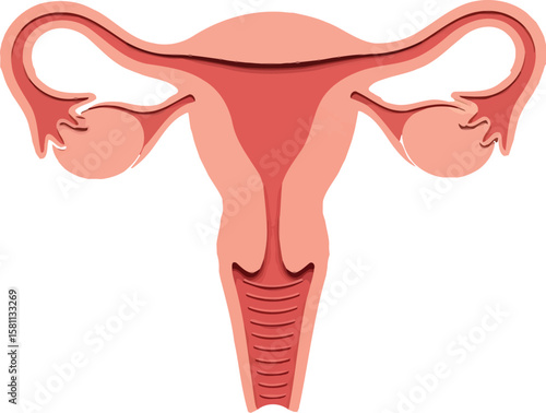 Uterus anatomy model depicts female reproductive system on a pink background