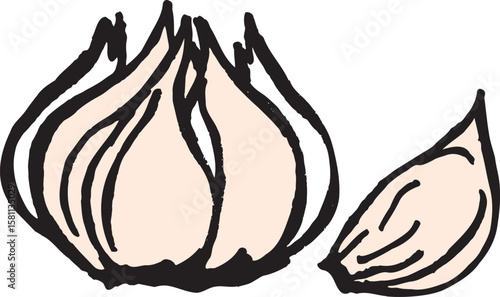 Hand-drawn Garlic Bulb and Clove Illustration