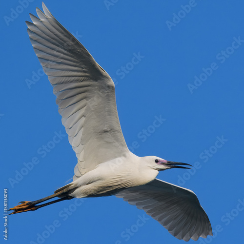 Little Egret Egretta garzetta in full breeding plumage summer
heron with all white plumage black legs. Found in wetlands coastal areas, feeds on fish invertebrates by wading through shallow waters
