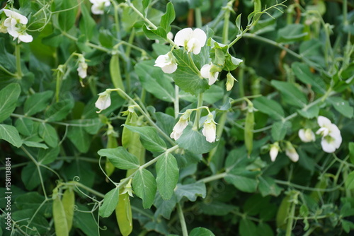 Common bean vine with white flowers and green pods