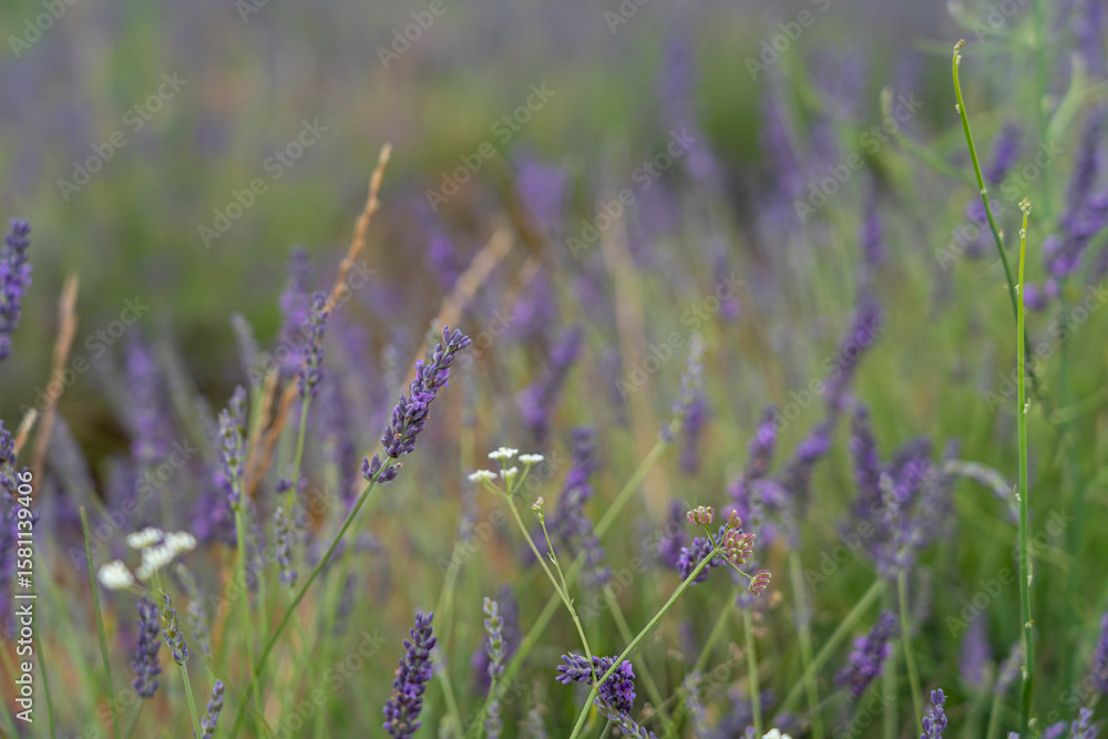 Fototapeta premium Lavender fields bloom during the Brihuega Lavender Festival in Spain attracting visitors to enjoy the vibrant colors and scents