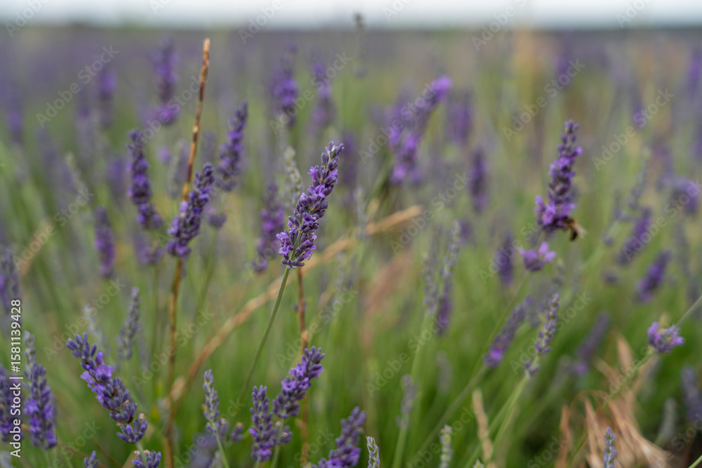 Naklejka premium Lavender fields in Brihuega during the vibrant lavender festival in Spain celebrating nature and local culture