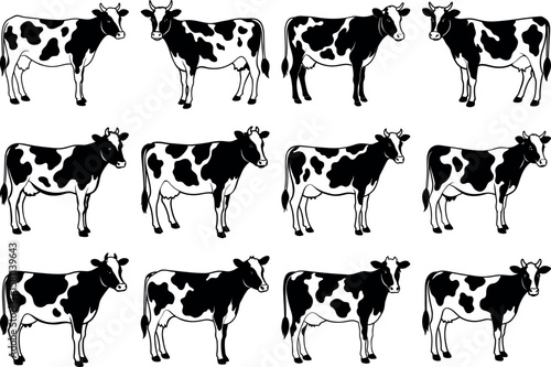 Collection of black and white cows isolated on white background