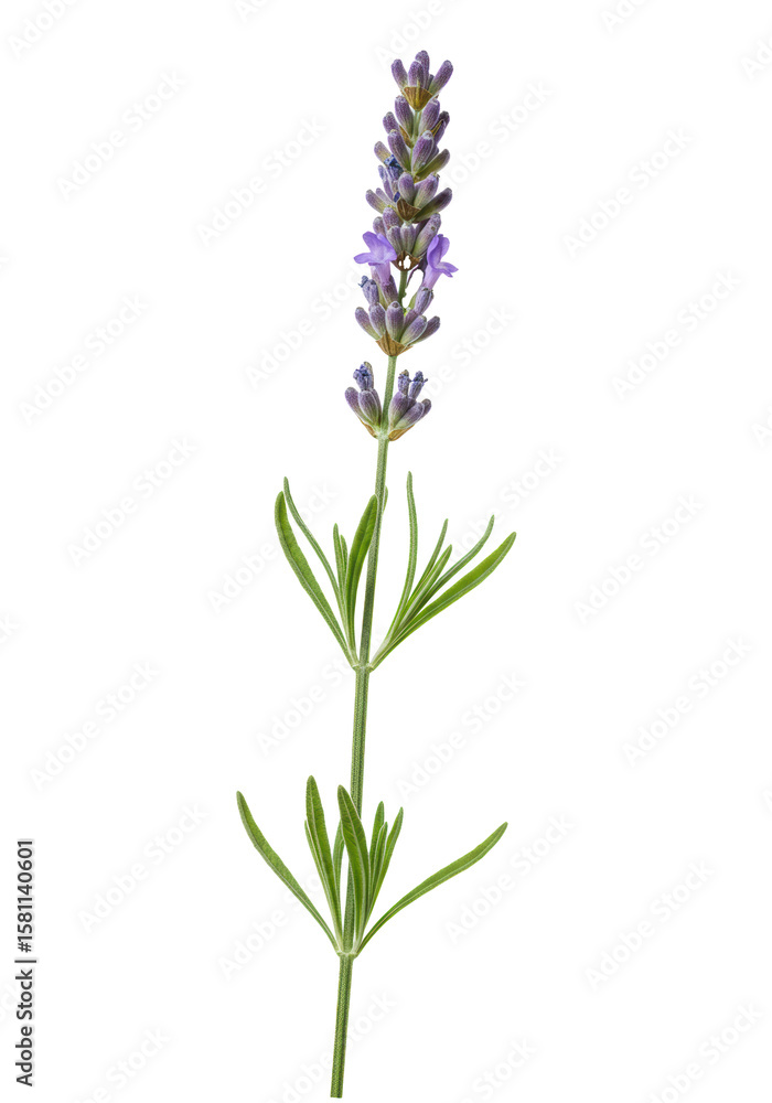 Naklejka premium A single, freshly cut lavender stem with vibrant green leaves and delicate purple blossoms, showcasing intricate texture, isolated on a transparent background with soft lighting, concept of