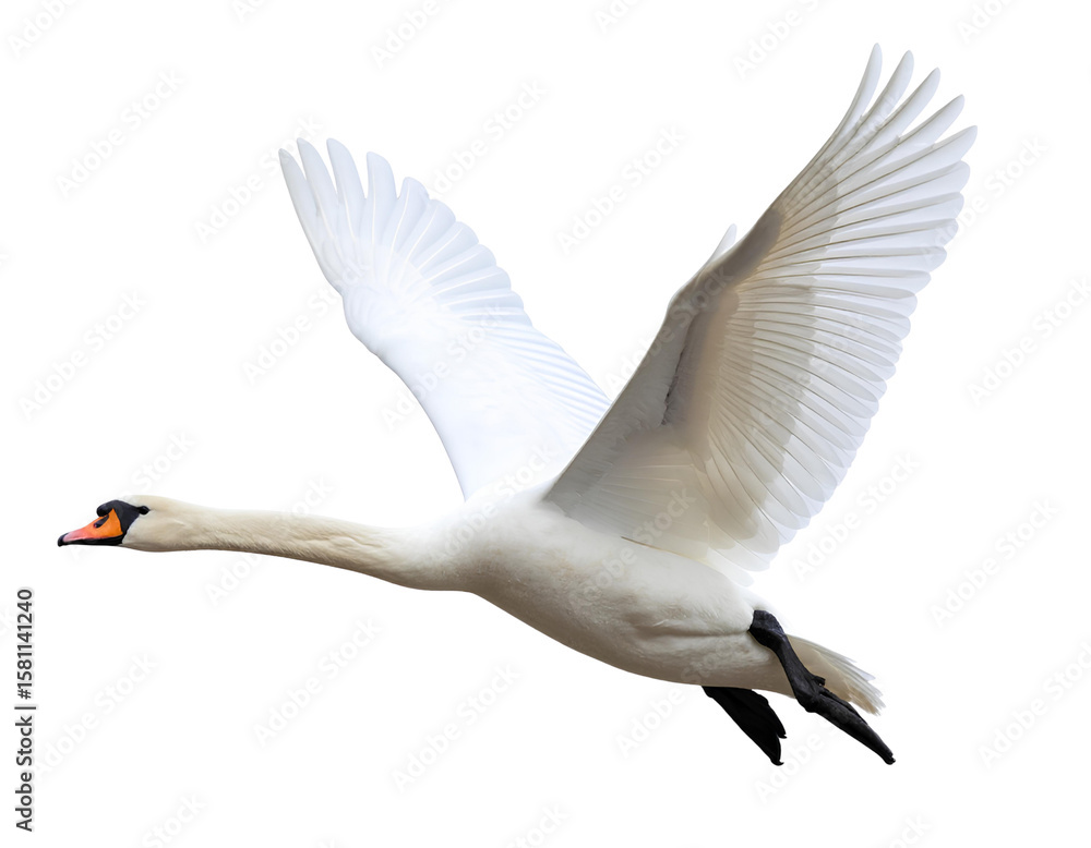 Fototapeta premium Flying White Swan with Wings Fully Spread, Side View Cutout PNG on Transparent Background.