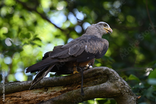 Black kite