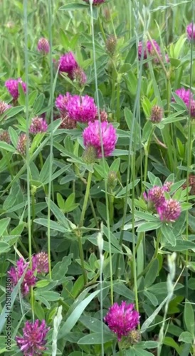Purple clover flowers blooming in a green field during spring  