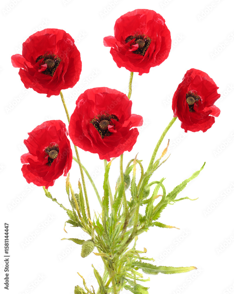 Obraz premium Bright red poppy flowers on white background. Meadow plant