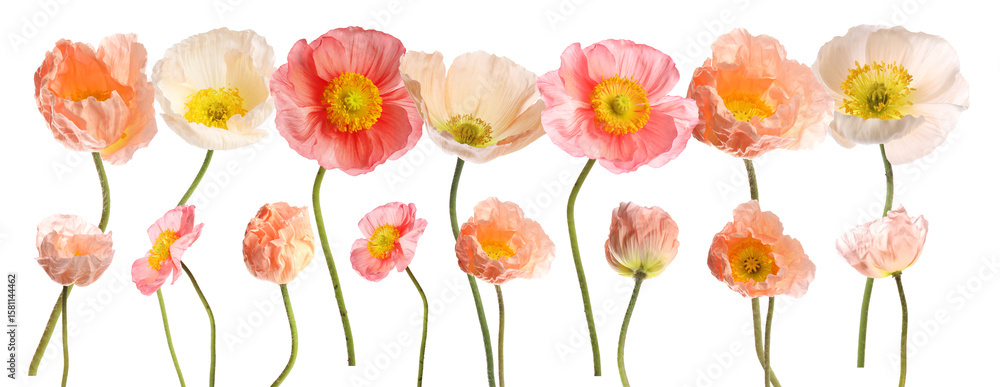 Obraz premium Beautiful poppy flowers on white background, set. Meadow plant