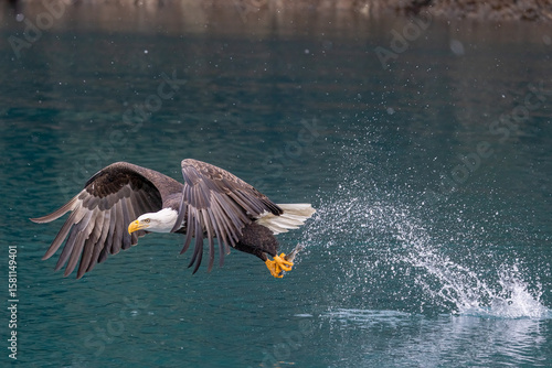 Bald Eagle catching fish taken in Homer Alaska in the wild