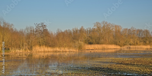 sunny wetlands with bare trees and golden reed on an early spring day w clear blue sky in Bourgoyen nature reserve, Ghent, Flanders, Belgium 