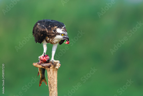 bird of prey