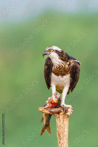 bird of prey