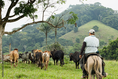 Cowboy Herding Cattle in the Andes