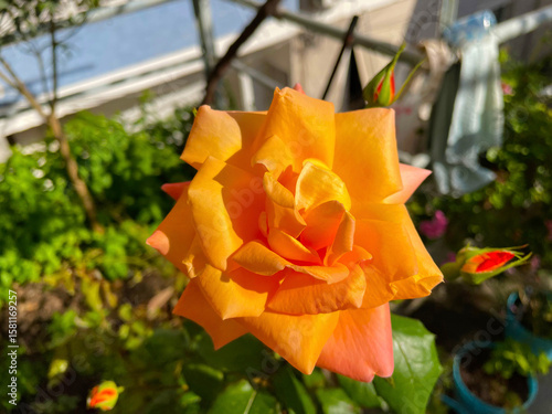 Orange rose with layered petals and deep green leaves in radiant garden setting Curving blossoms glow against leafy backdrop, evoking warmth and natural artistry