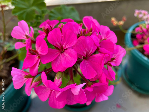 Bright pink clustered flowers in container with surrounding green leaves Rounded blooms burst from leafy mass, nestled in a pot with soft light and gentle shadows