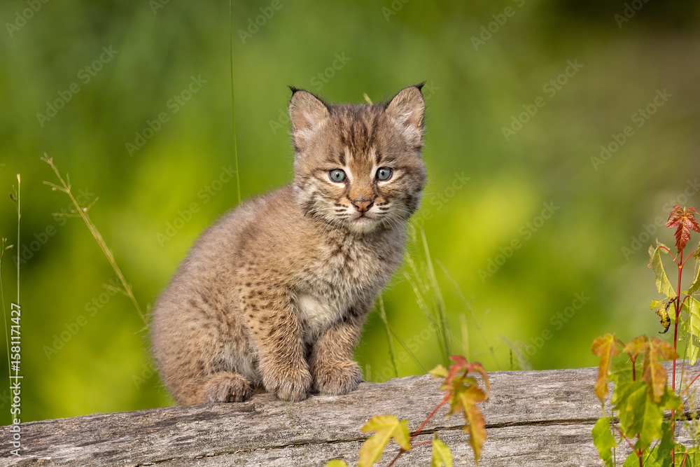 custom made wallpaper toronto digitalBobcat taken in central MN under controlled conditions