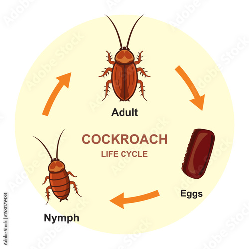 Cockroach life cycle diagram entomology