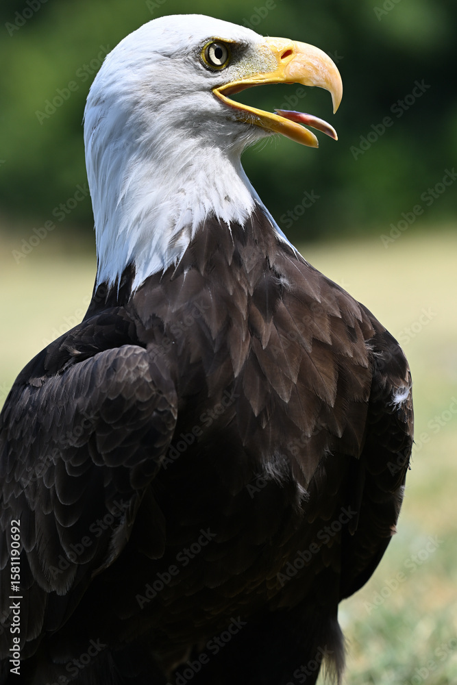 Obraz premium Bald eagle portrait