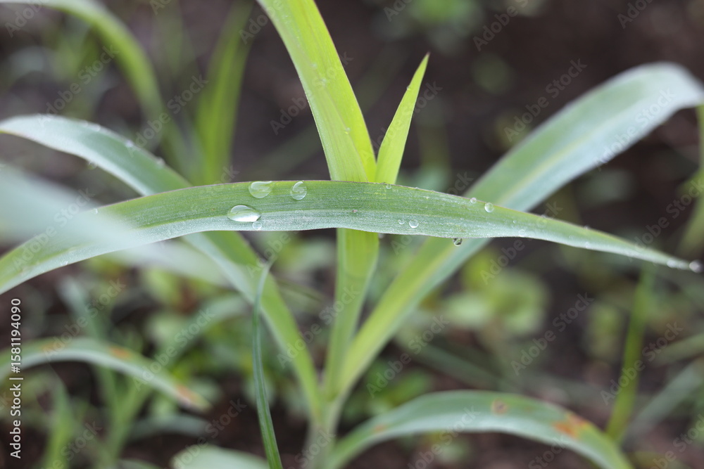 Obraz premium Morning dew sticks to the surface of young corn leaves.