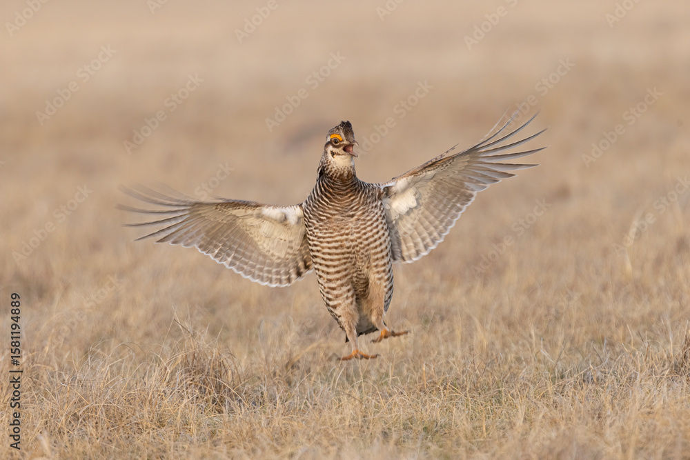 Obraz premium Greater Prairie Chicken taken in NW Minnesota