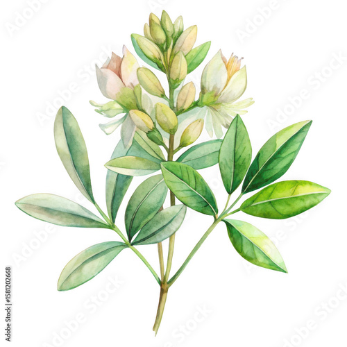 Delicate blossom branch isolated on transparent background
