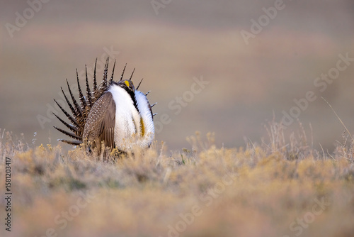Canvas Print Sage Grouse taken in the wild in Wyoming
