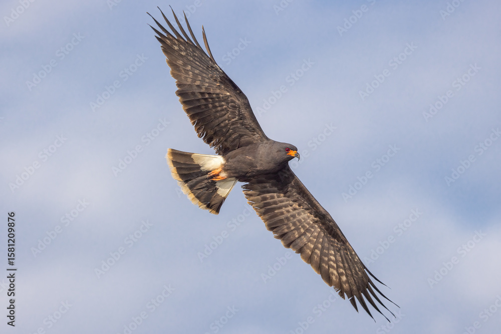Fototapeta premium Snail Kite adult male taken in SW Florida