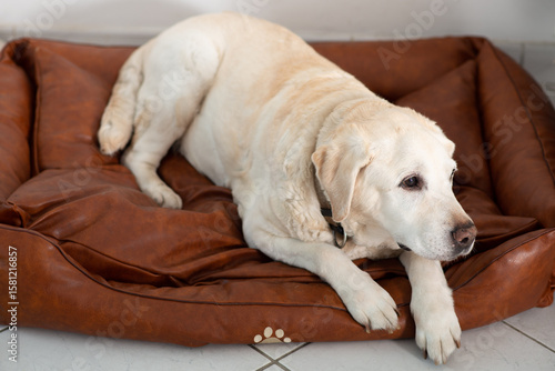 Labrador dog on his bed