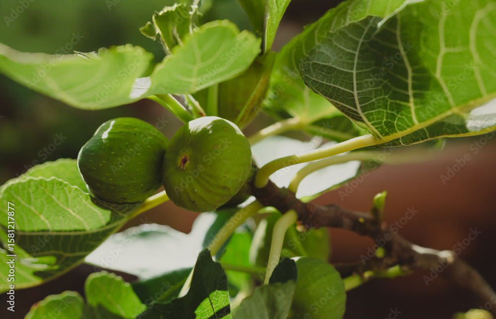 Fototapeta premium Close-Up of Fresh Figs Growing on a Sunlit Tree at garden