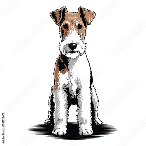 Wire Fox Terrier silhouette standing in a show pose, isolated black and white vector illustration