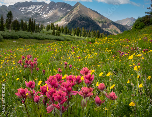 La Plata Mountain wildflowers, Durango, Colorado, USA