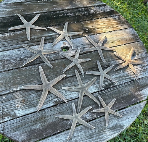 Starfish washed up after a storm in OBX