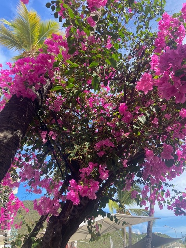 Pink Bougainvillea in Sint Maarten