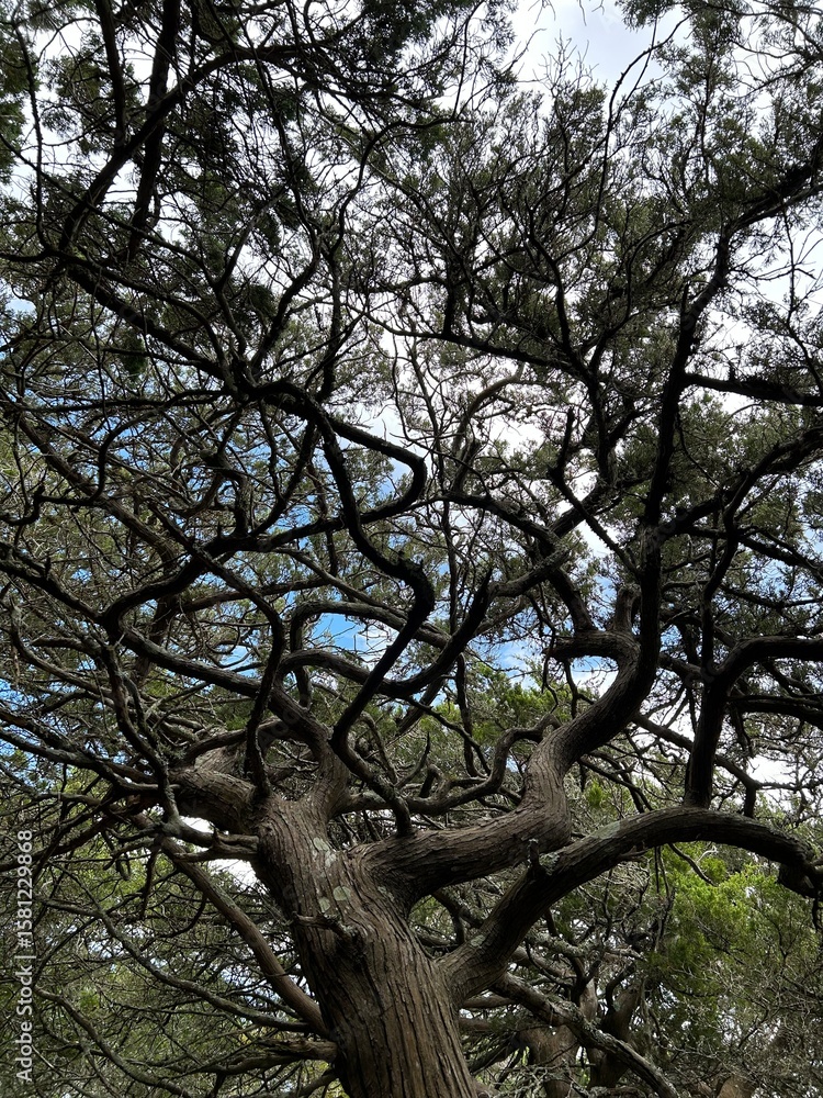 Fototapeta premium View below the cedar tree in Ocracoke Island