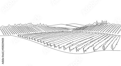 Vineyard landscape with rolling hills in minimalist line art style  
