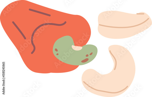 Cashew nut harvest vector illustration