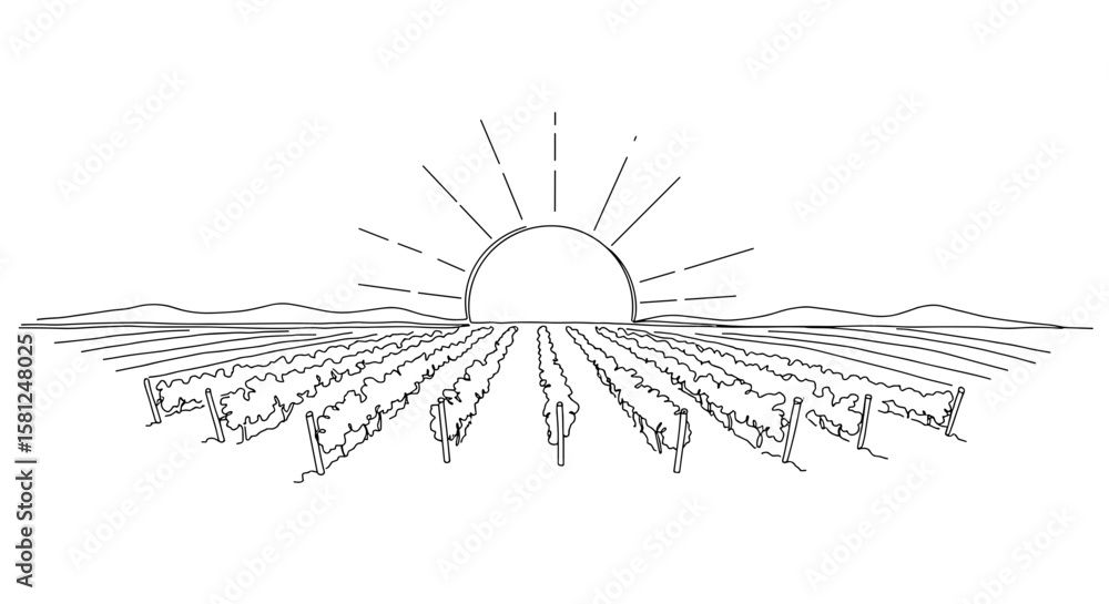 Obraz premium Sun setting over vineyard with outlined rows and mountains 