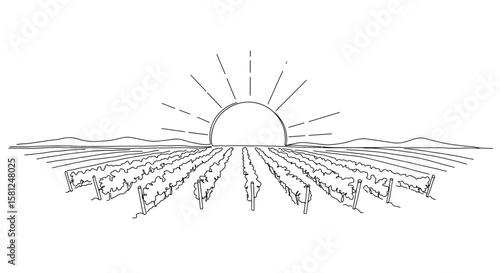Sun setting over vineyard with outlined rows and mountains 