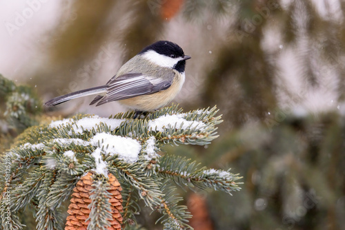 Black-capped chickadee in winter taken in southern MN