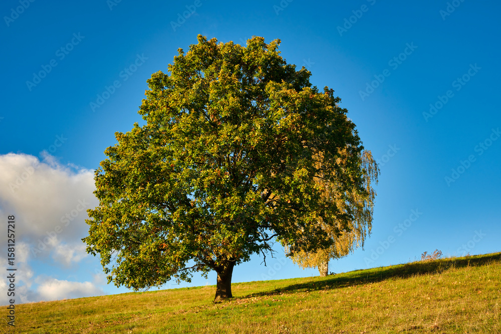 Lonely Tree Under Blue Sky in Nature Landscape for Tranquil and Serene Outdoor Environment. Lonely Tree Under Blue Sky in Nature Landscape for Tranquil and Serene Outdoor Environment.