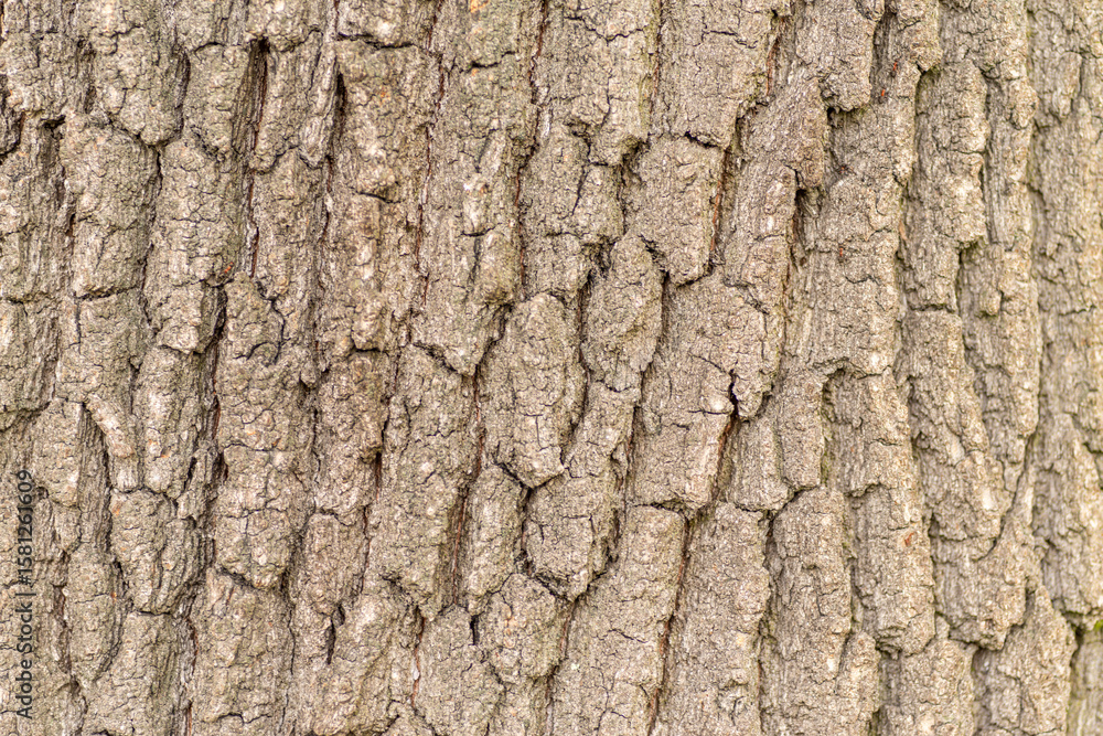 Fototapeta premium tło z kory starego popękanego drzewa