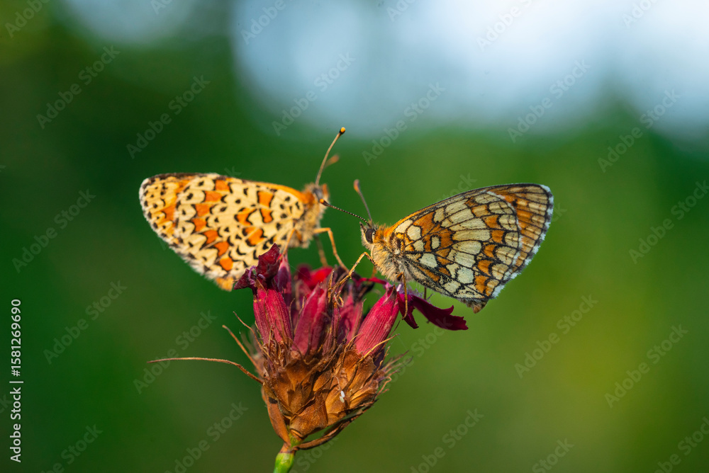 Obraz premium Macro photography of spotted fritillary butterfly.