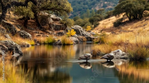 Turkeys standing in lake with autumn landscape reflected in water