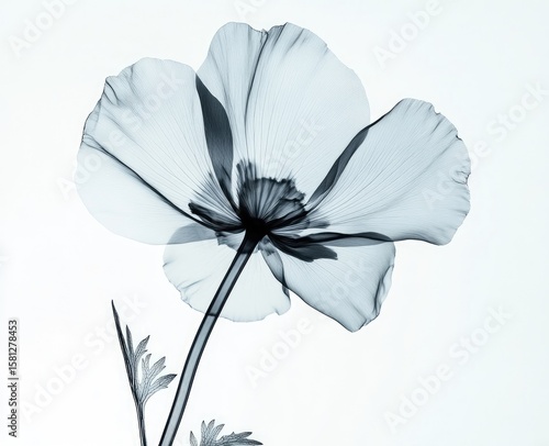X-ray image of a poppy flower.  Delicate, translucent, grayscale flower with visible stem and leaves