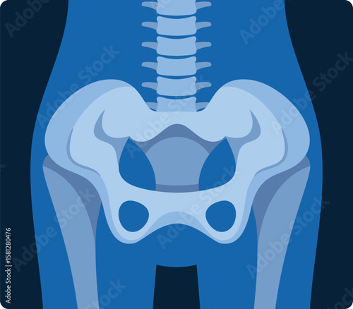 Pelvic skeleton x-ray scan vector illustration